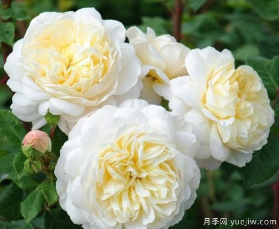 35個(gè)奧斯汀官方推薦的月季品種，抗病強長(cháng)勢好開(kāi)花多花友必選(圖1)