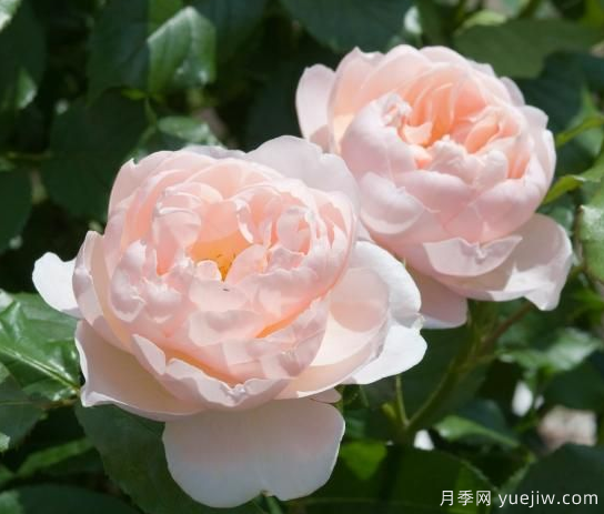 35個(gè)奧斯汀官方推薦的月季品種，抗病強長(cháng)勢好開(kāi)花多花友必選(圖2)