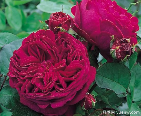 35個(gè)奧斯汀官方推薦的月季品種，抗病強長(cháng)勢好開(kāi)花多花友必選(圖3)