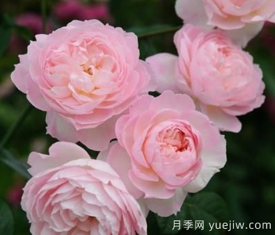 35個(gè)奧斯汀官方推薦的月季品種，抗病強長(cháng)勢好開(kāi)花多花友必選(圖5)