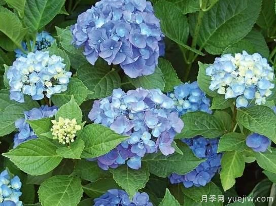 繡球秋季養護方法，明年春枝繁葉茂開(kāi)爆花(圖2)