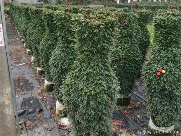 如何防凍園林植物才可以安全越冬？(圖1)
