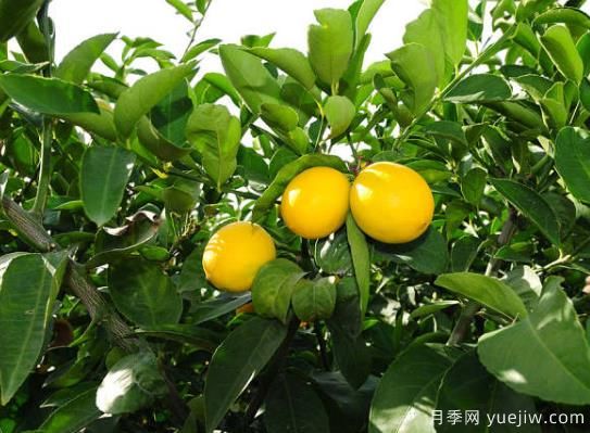 盆栽檸檬樹(shù)掉葉子怎么辦？(圖1)
