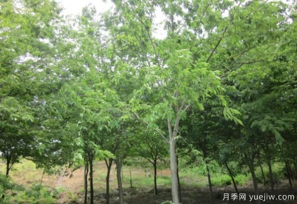 樸樹(shù)與櫸樹(shù)存在著(zhù)哪些區別？(圖1)