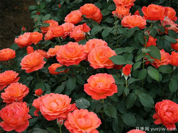 豐花月季怎樣進(jìn)行蟲(chóng)害防治的呢？(圖1)