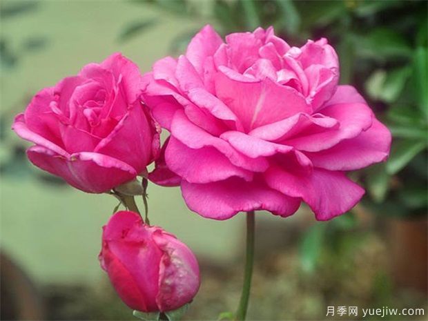 月季老化的3個(gè)特征，修剪才能爆發(fā)新生機(圖1)