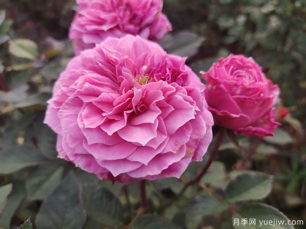 養好盆栽月季，要掌握好盆土水肥光害六個(gè)環(huán)節(圖1)