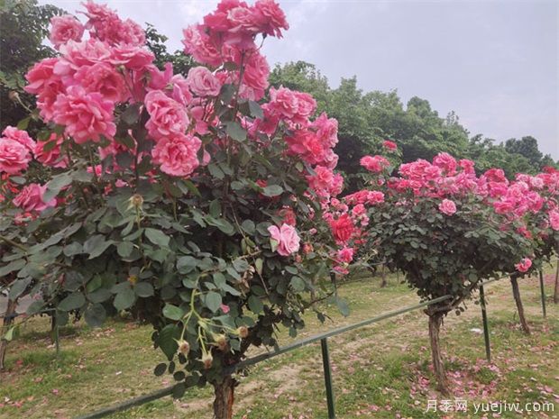 要使月季樹(shù)四季都花香，需做到以下幾點(diǎn)！(圖1)