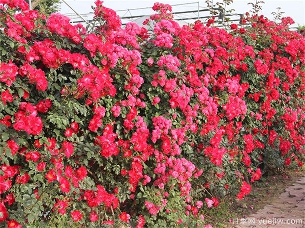 爬藤月季和薔薇哪個(gè)漂亮？區別和價(jià)格(圖1)