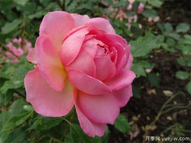 花友總結的十大***美月季是哪些品種？(圖3)