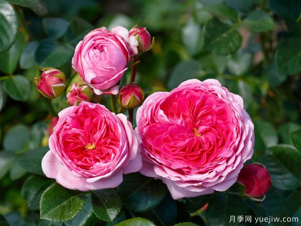 現代藝術(shù)月季的優(yōu)缺點(diǎn)是什么？(圖1)