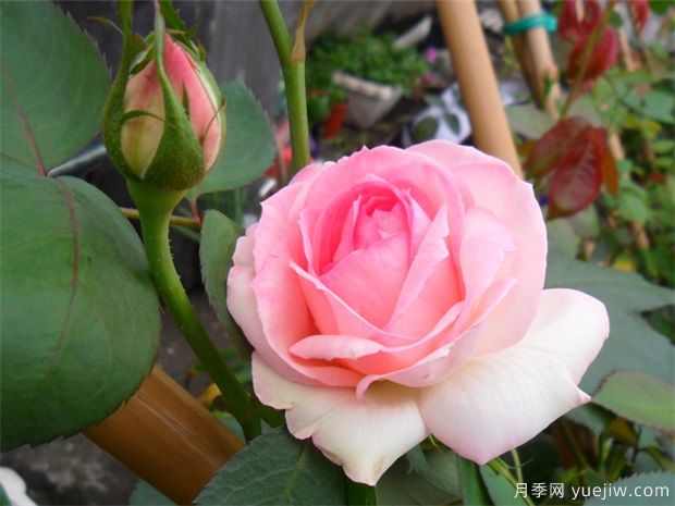 推薦10款經(jīng)典月季品種，新手花友種了不會(huì )后悔(圖2)