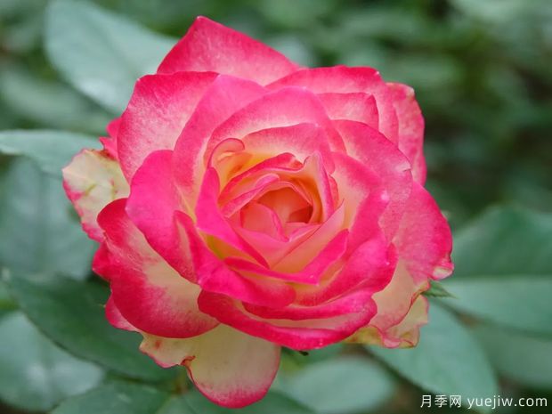 推薦10款經(jīng)典月季品種，新手花友種了不會(huì )后悔(圖8)