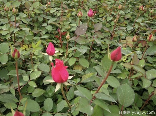 購買(mǎi)月季小苗時(shí)需要注意什么事項？(圖1)