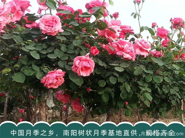 盆栽大花月季修剪時(shí)間及注意事項(圖1)