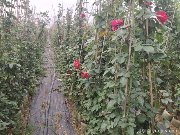 月季花不開(kāi)花的原因有哪些(圖1)