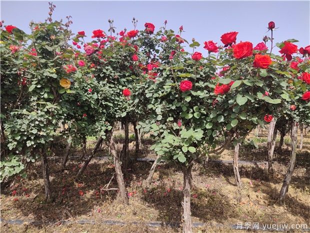 樹(shù)狀月季為何開(kāi)花少？(圖1)