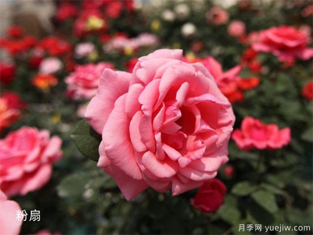 大花月季價(jià)格：大號月季花苗多少錢(qián)一株(圖2)