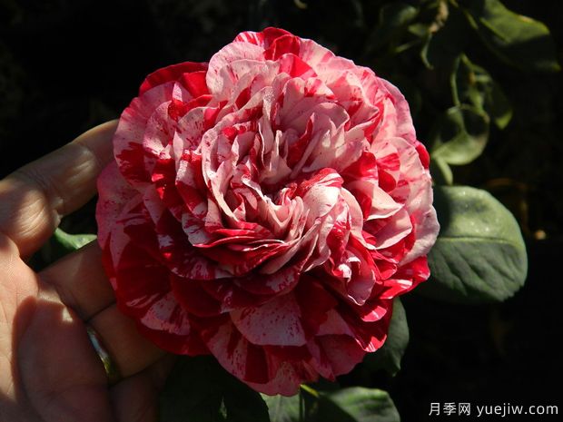 樹(shù)莓條紋月季的優(yōu)缺點(diǎn)是什么？(圖1)