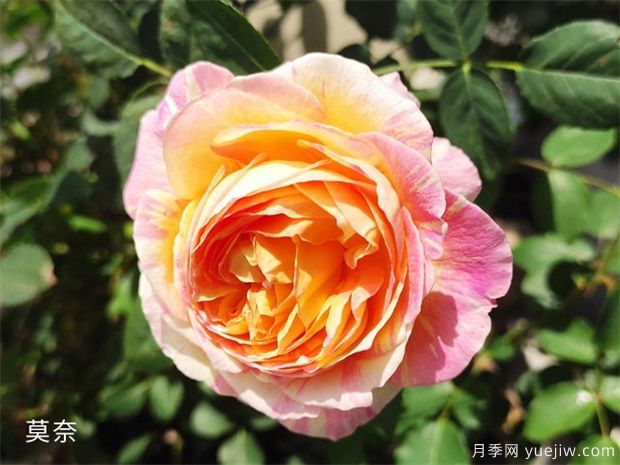 推薦公認的6款零差評的月季花，顏值高好養護(圖1)