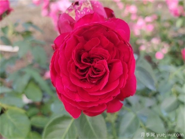 推薦公認的6款零差評的月季花，顏值高好養護(圖4)