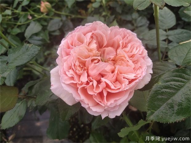 推薦公認的6款零差評的月季花，顏值高好養護(圖5)