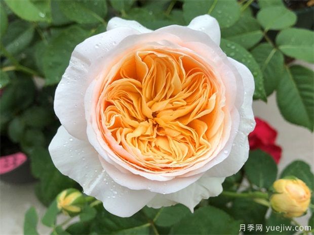 推薦公認的6款零差評的月季花，顏值高好養護(圖6)