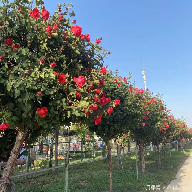 苗木買(mǎi)回家假植注意事項！(圖1)