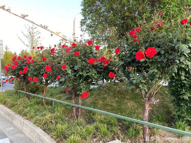 夏季養月季花怎么樣？(圖1)