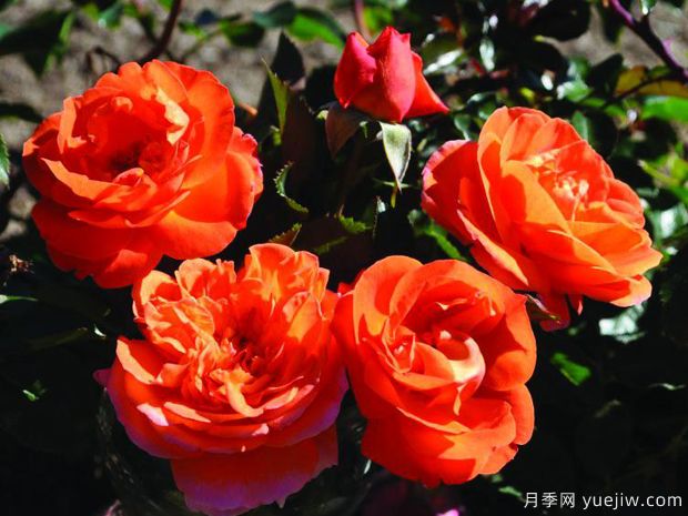 芒果陽(yáng)臺月季/芒果月季(圖1)