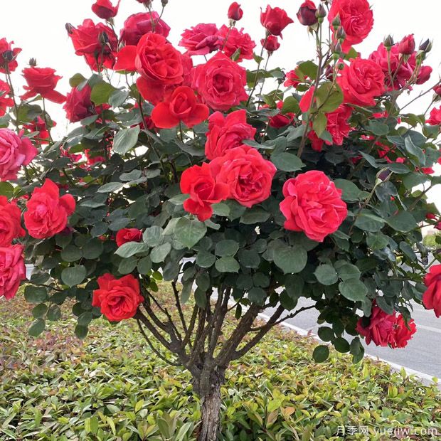 月季花長(cháng)什么樣？月季花的形態(tài)特征(圖1)