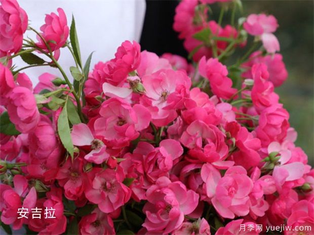 十大爬藤月季品種排名，工程和庭院的必備選擇(圖1)