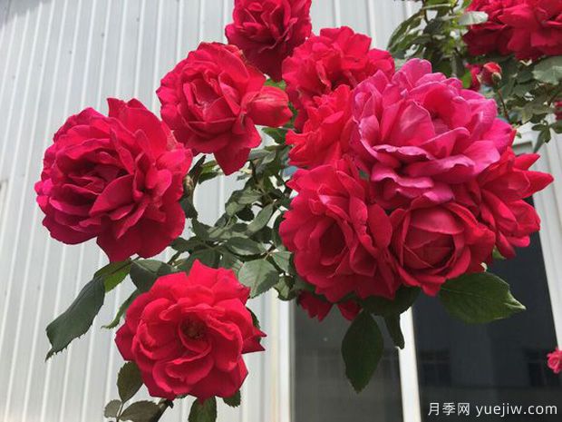 14個(gè)藤本月季品種推薦，哪個(gè)品種好(圖6)
