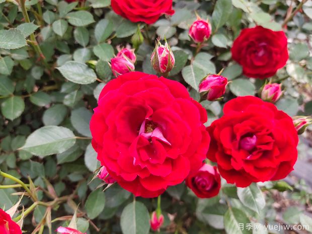 推薦必種的6種藤本月季，花量大長(cháng)勢快，打造花墻超漂亮(圖1)