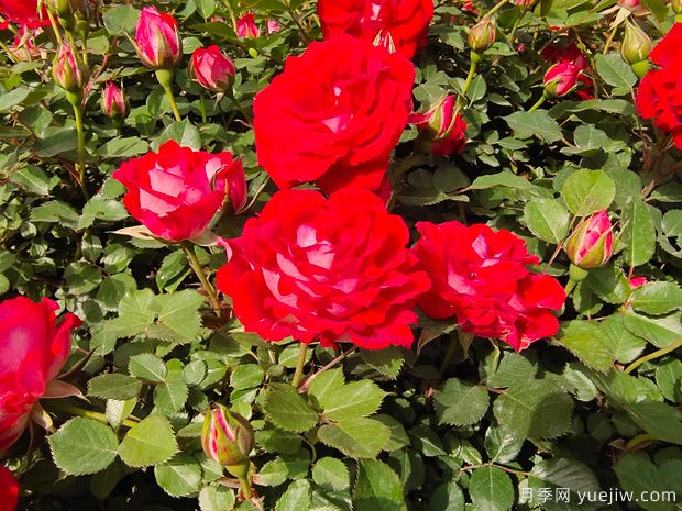 4個(gè)紅色月季，漂亮喜慶勤花濃香(圖3)