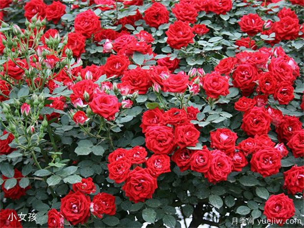 推薦六款藤本月季品種，花量大花期長(cháng)打造月季花墻(圖5)