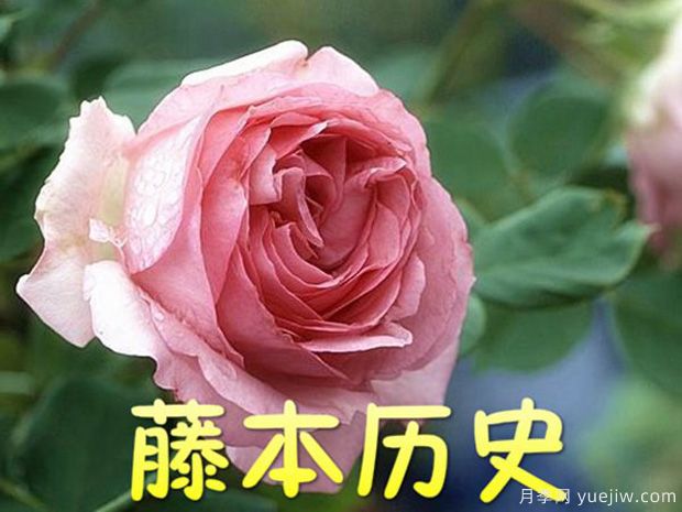 推薦10個(gè)優(yōu)秀粉色系藤本月季品種(圖7)