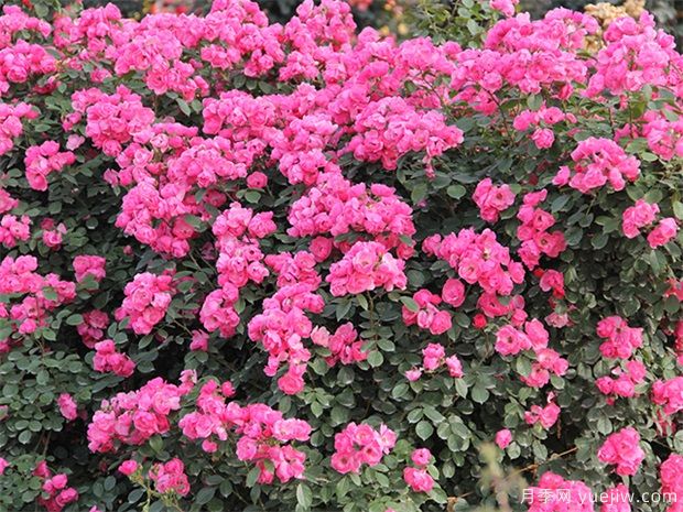 推薦10個(gè)花期***長(cháng)的藤本月季品種(圖2)