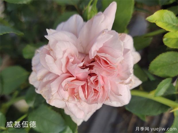 推薦10個(gè)花期***長(cháng)的藤本月季品種(圖10)