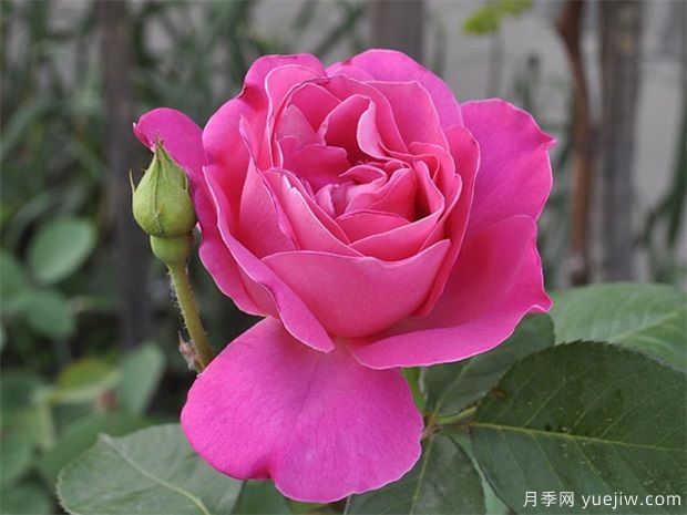 讓同一盆的月季花同一天開(kāi)花，應該如何做？(圖1)
