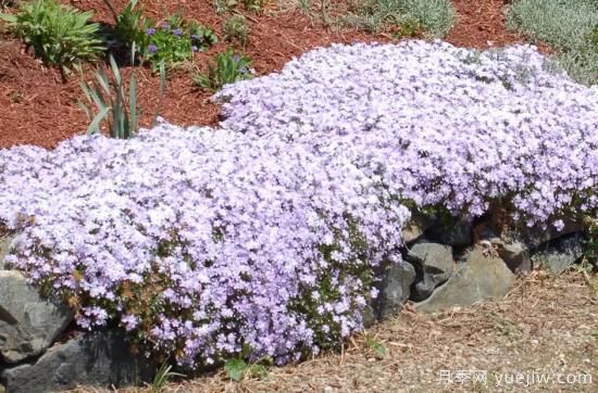 除了地被月季，還有適合在花園種植的20種地被植物(圖1)