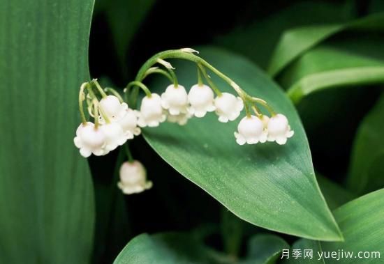 除了地被月季，還有適合在花園種植的20種地被植物(圖4)
