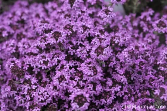 除了地被月季，還有適合在花園種植的20種地被植物(圖5)
