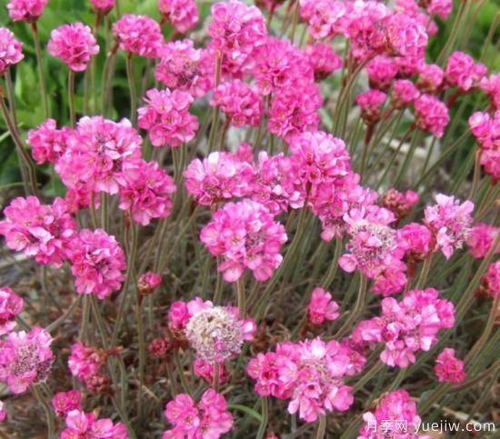 除了地被月季，還有適合在花園種植的20種地被植物(圖6)