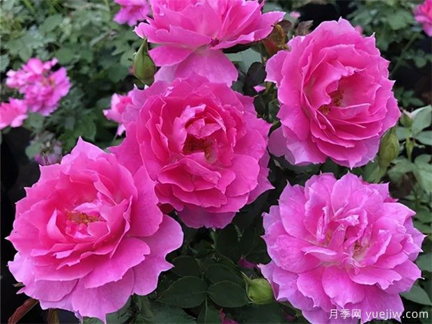 花期長(cháng)達300天，天方夜譚月季的養護方法(圖1)