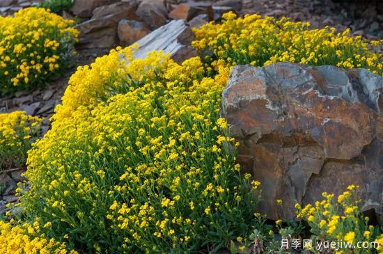 除了地被月季，還有適合在花園種植的20種地被植物(圖10)