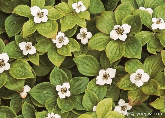 除了地被月季，還有適合在花園種植的20種地被植物(圖12)