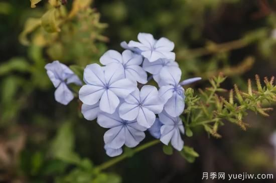 除了地被月季，還有適合在花園種植的20種地被植物(圖13)