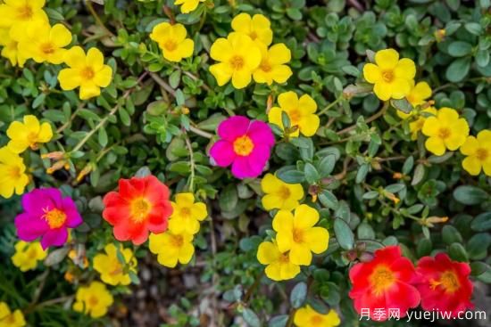 除了地被月季，還有適合在花園種植的20種地被植物(圖16)