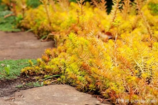 除了地被月季，還有適合在花園種植的20種地被植物(圖15)